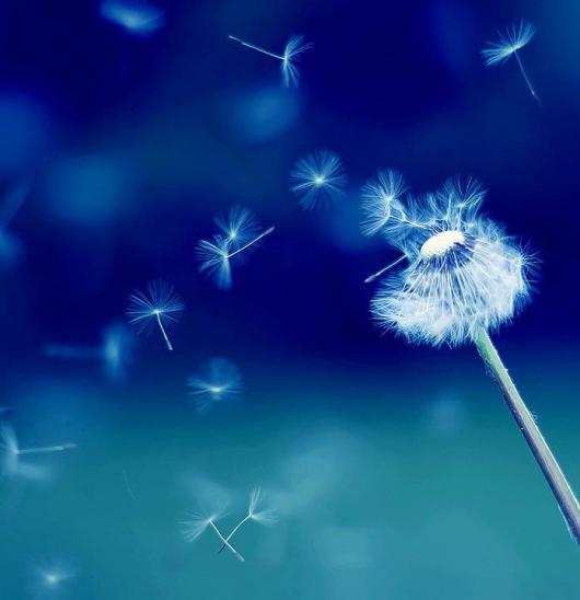 0_aabluedandelionwishes